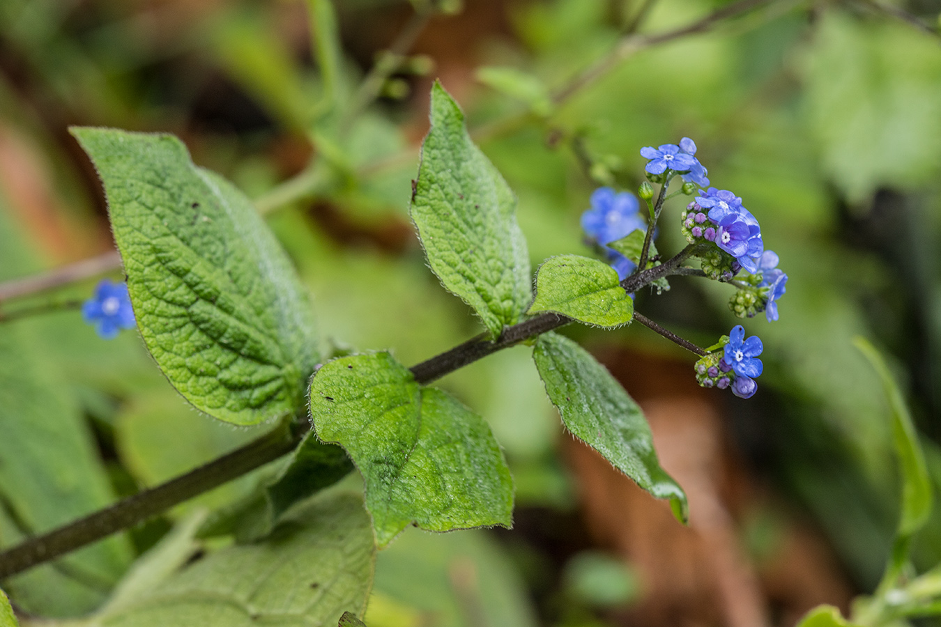 Image of Brunnera macrophylla specimen.