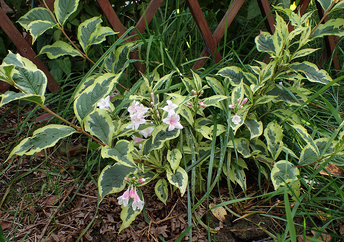 Image of Weigela florida specimen.