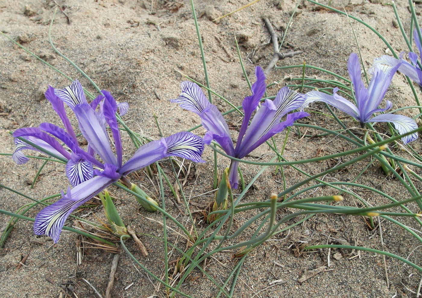 Image of Iris tenuifolia specimen.