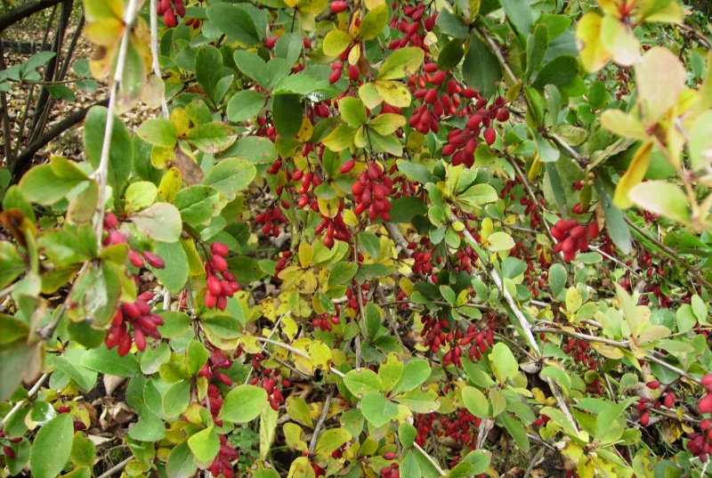 Image of Berberis vulgaris specimen.