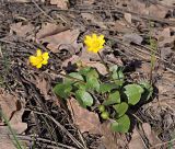 Ficaria verna