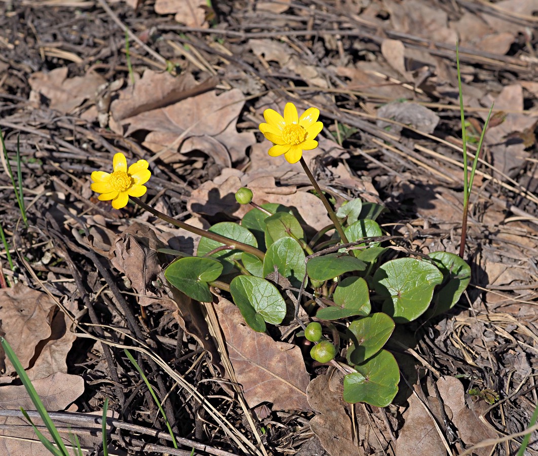 Image of Ficaria verna specimen.