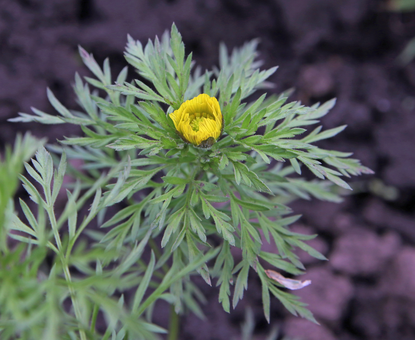 Image of Adonis volgensis specimen.