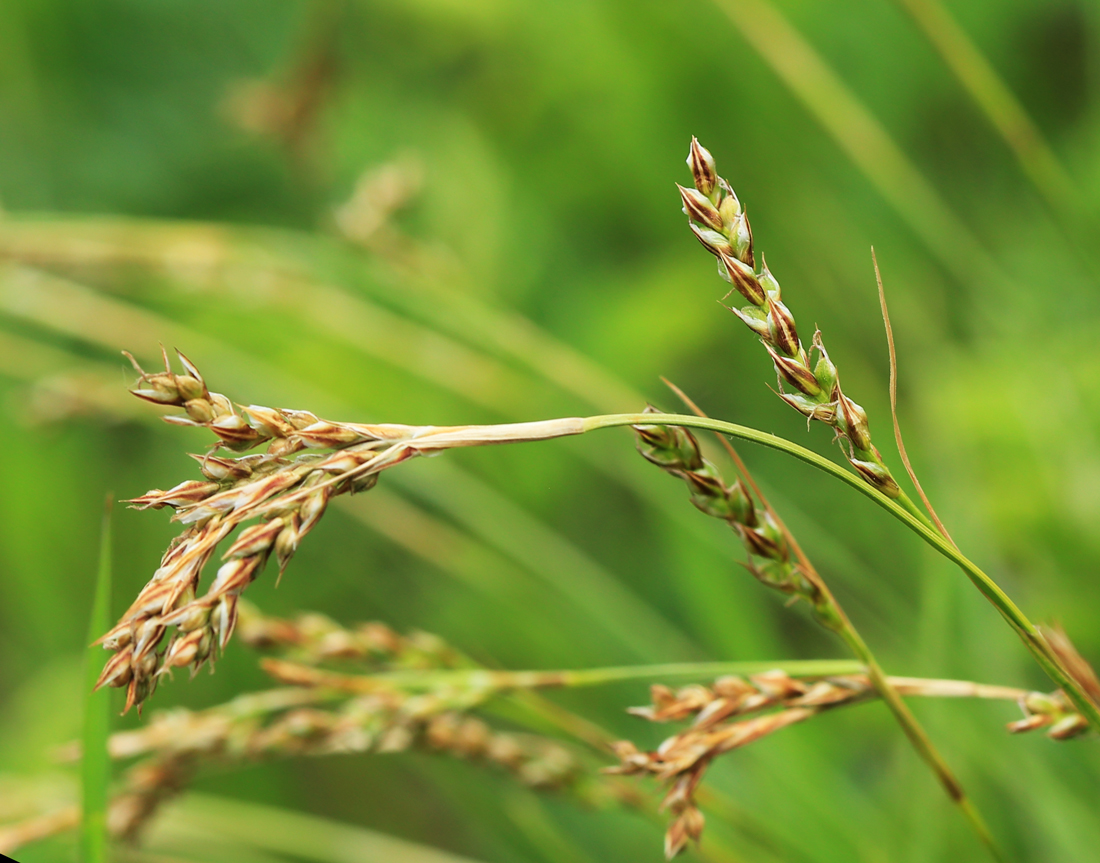 Изображение особи Carex pediformis.