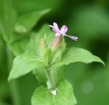 Melandrium dioicum. Верхушка цветущего растения с лепестком от черёмухи на листе. Калужская обл., Боровский р-н, окр. дер. Семичёво, правый берег р. Руть, пойменный лес (черёмуха), обочина грунтовой дороги. 4 июня 2022 г.