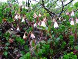 Linnaea borealis