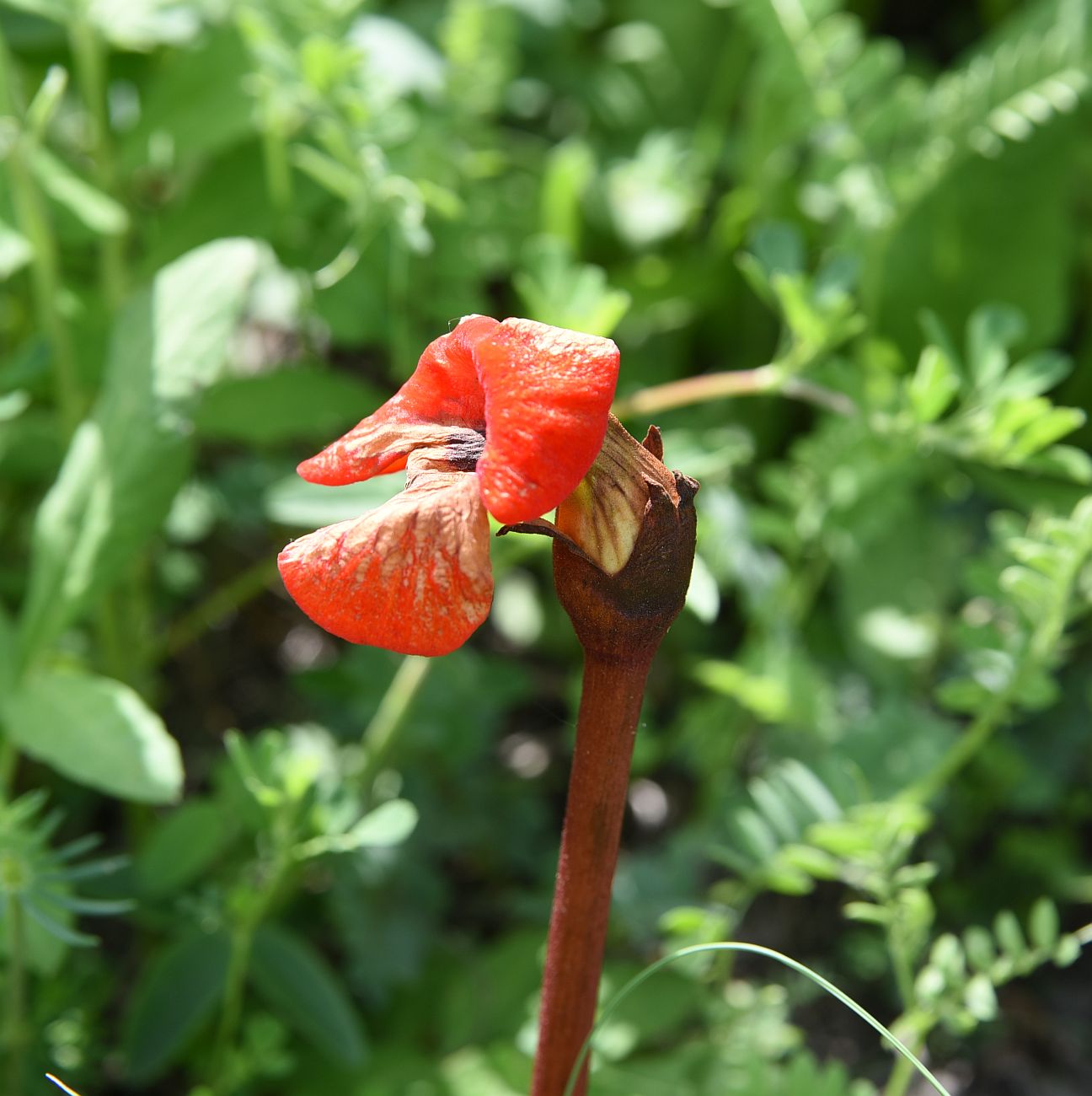 Изображение особи Phelypaea coccinea.