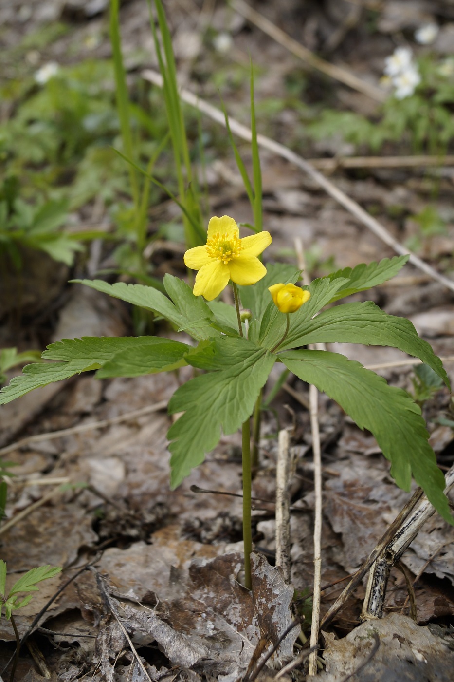 Image of Anemone ranunculoides specimen.