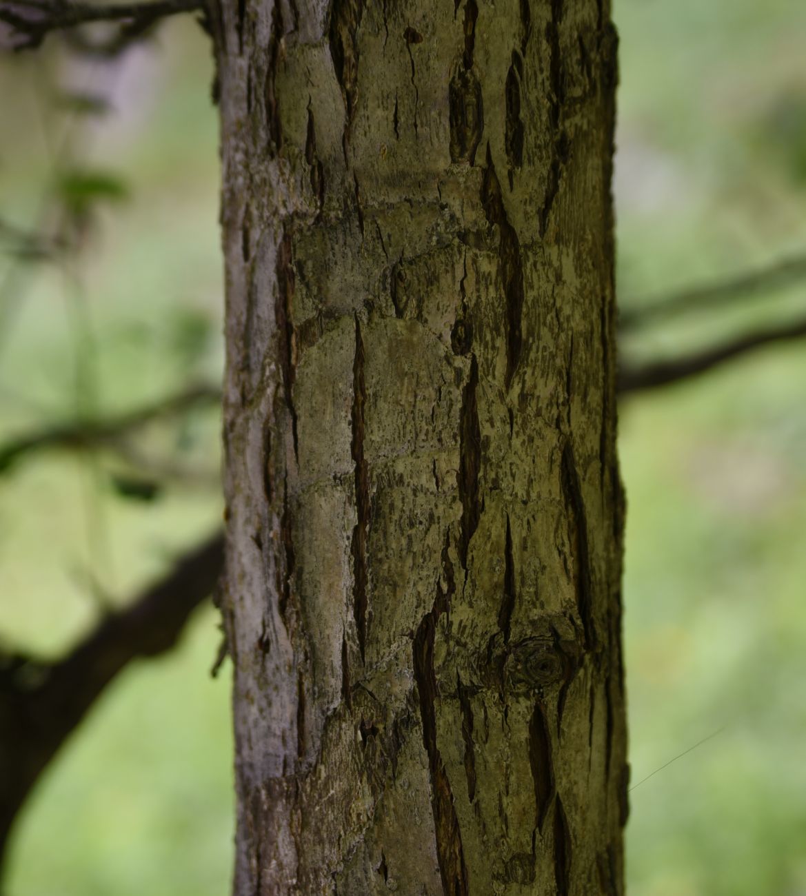 Image of Pyrus caucasica specimen.