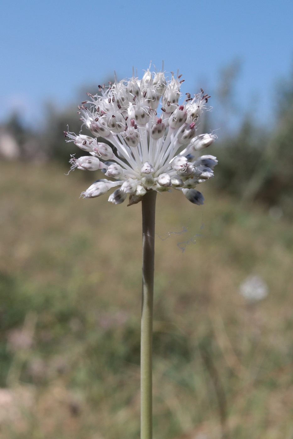 Image of Allium guttatum specimen.