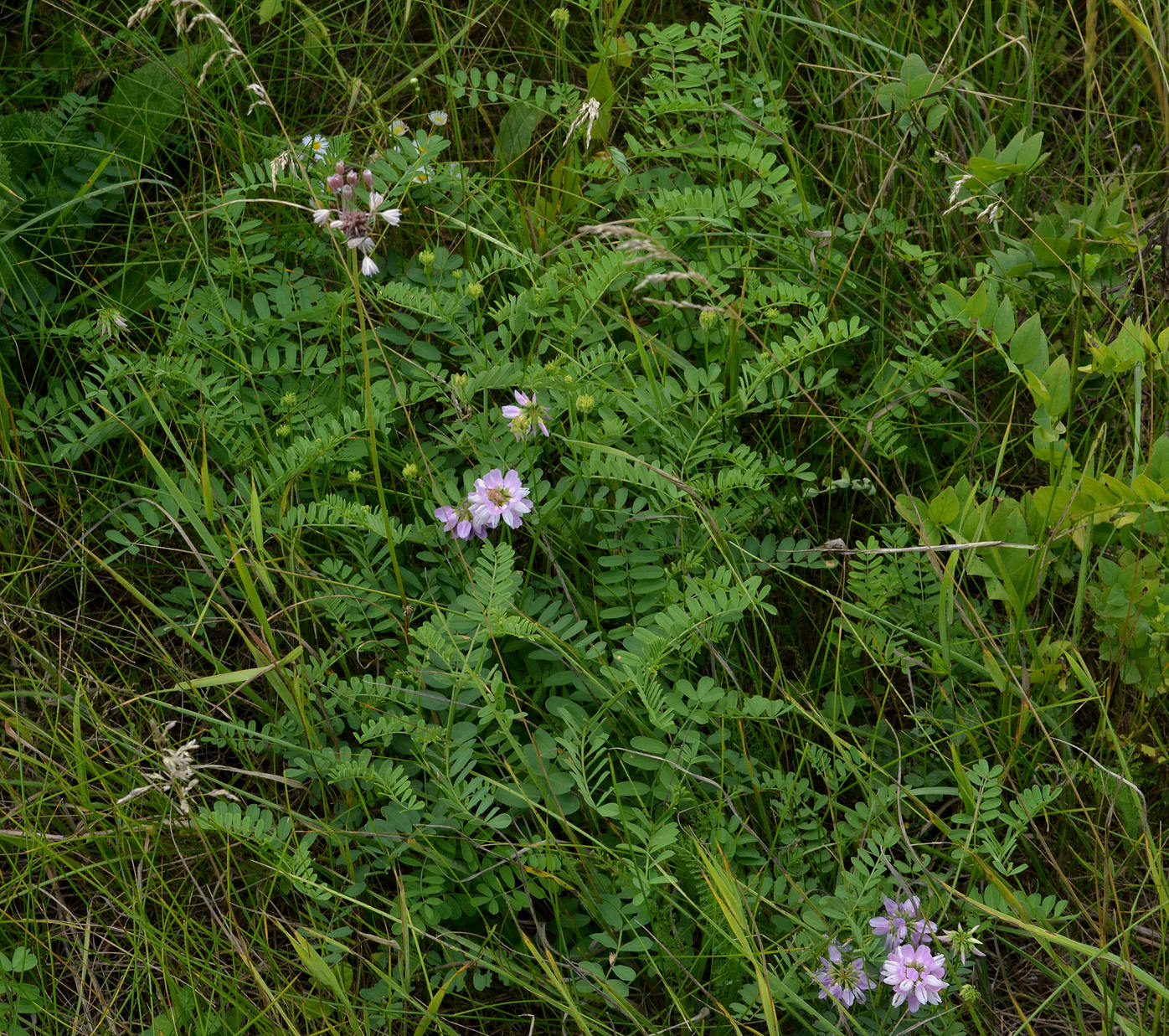 Image of Securigera varia specimen.