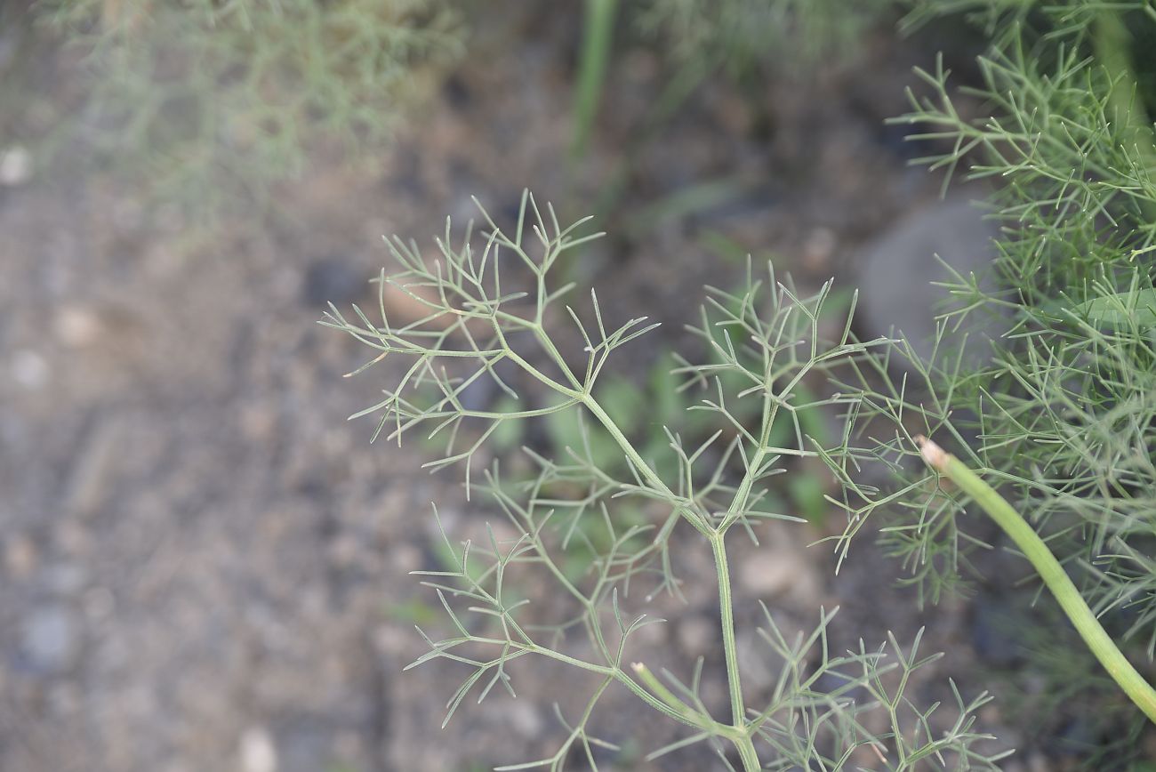 Image of Bilacunaria microcarpos specimen.