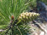 Pinus sylvestris. Часть веточки со незрелой шишкой. Крым, окр. пос. Никита, Никитская расселина. 14.07.2021.