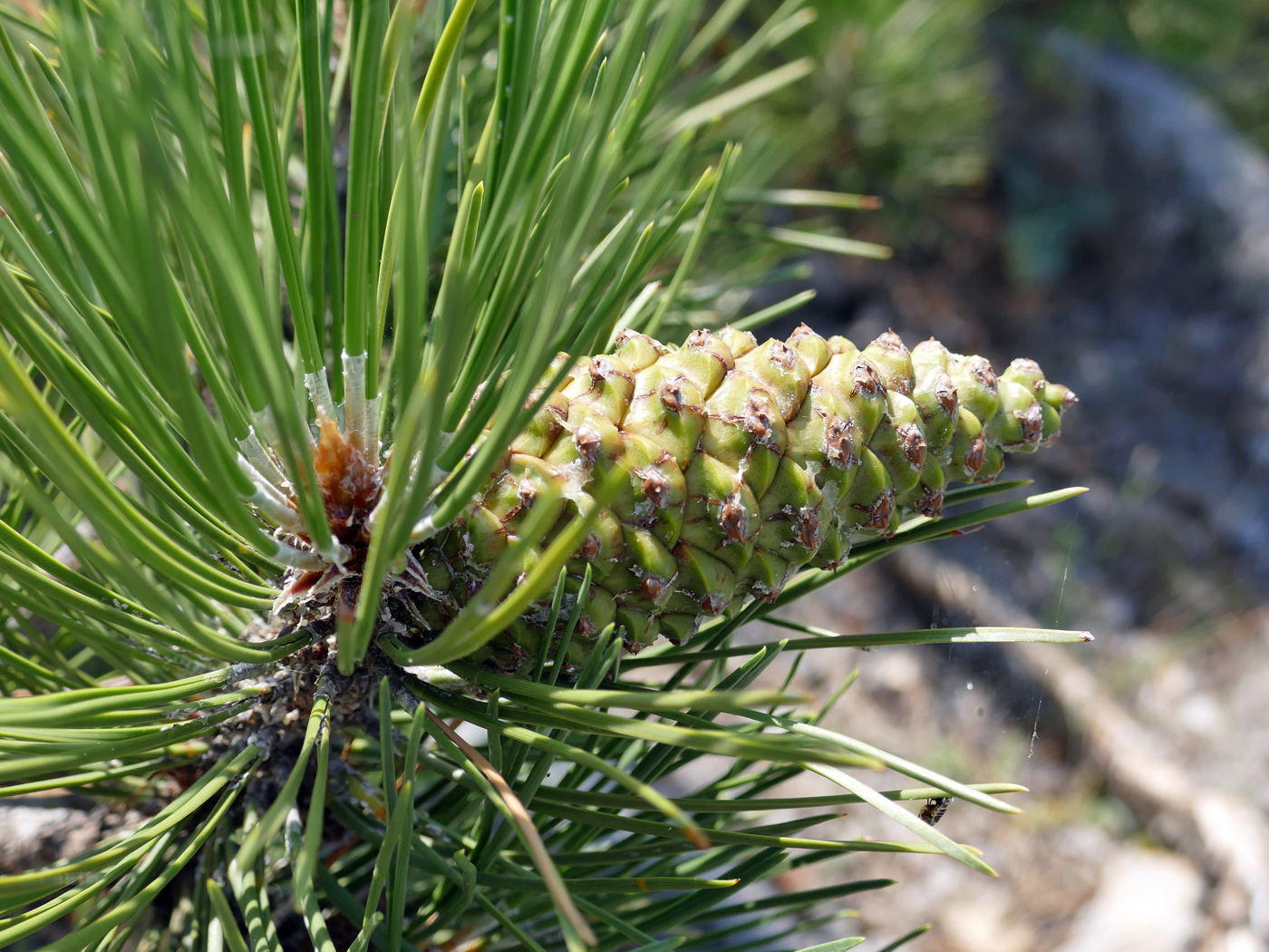 Изображение особи Pinus sylvestris.