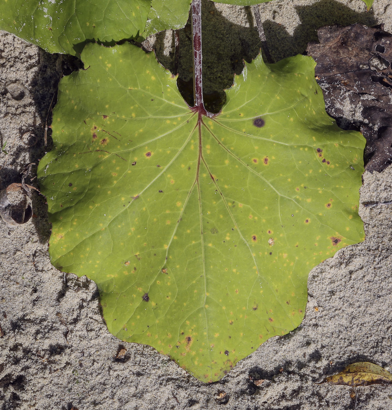 Изображение особи Tussilago farfara.