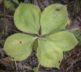 Paris quadrifolia. Вегетирующее растение. Ханты-Мансийский автономный округ — Югра, Октябрьский р-н, сельское поселение Курымкары, окр. пос. Горнореченск, правый берег р. Обь, сырой смешанный лес. 05.09.2022.