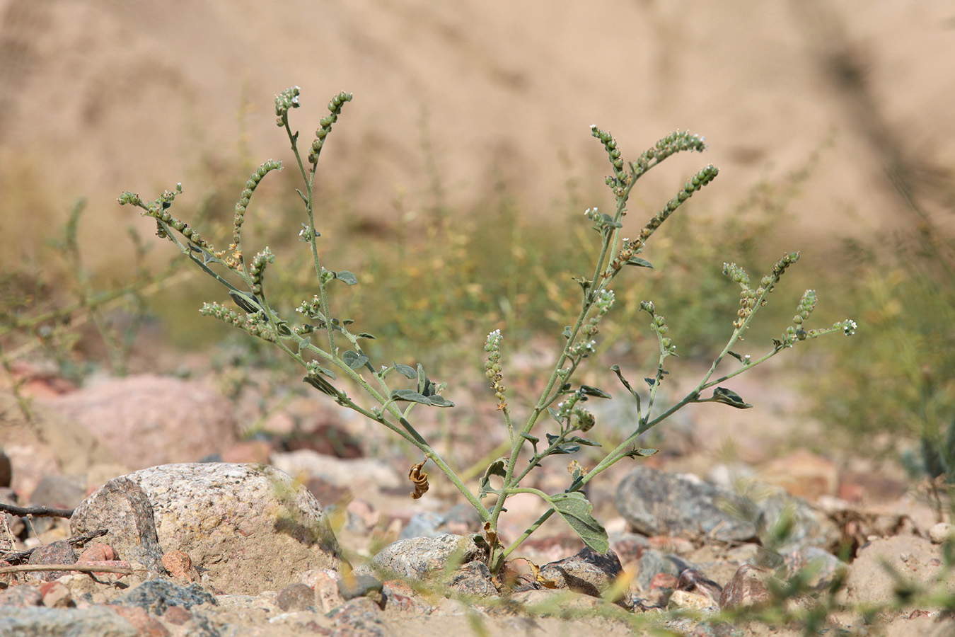 Image of Heliotropium ellipticum specimen.