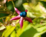 Clerodendrum trichotomum. Плод. Крым, Южный Берег, Никитский ботанический сад, в культуре. 29.10.2021.