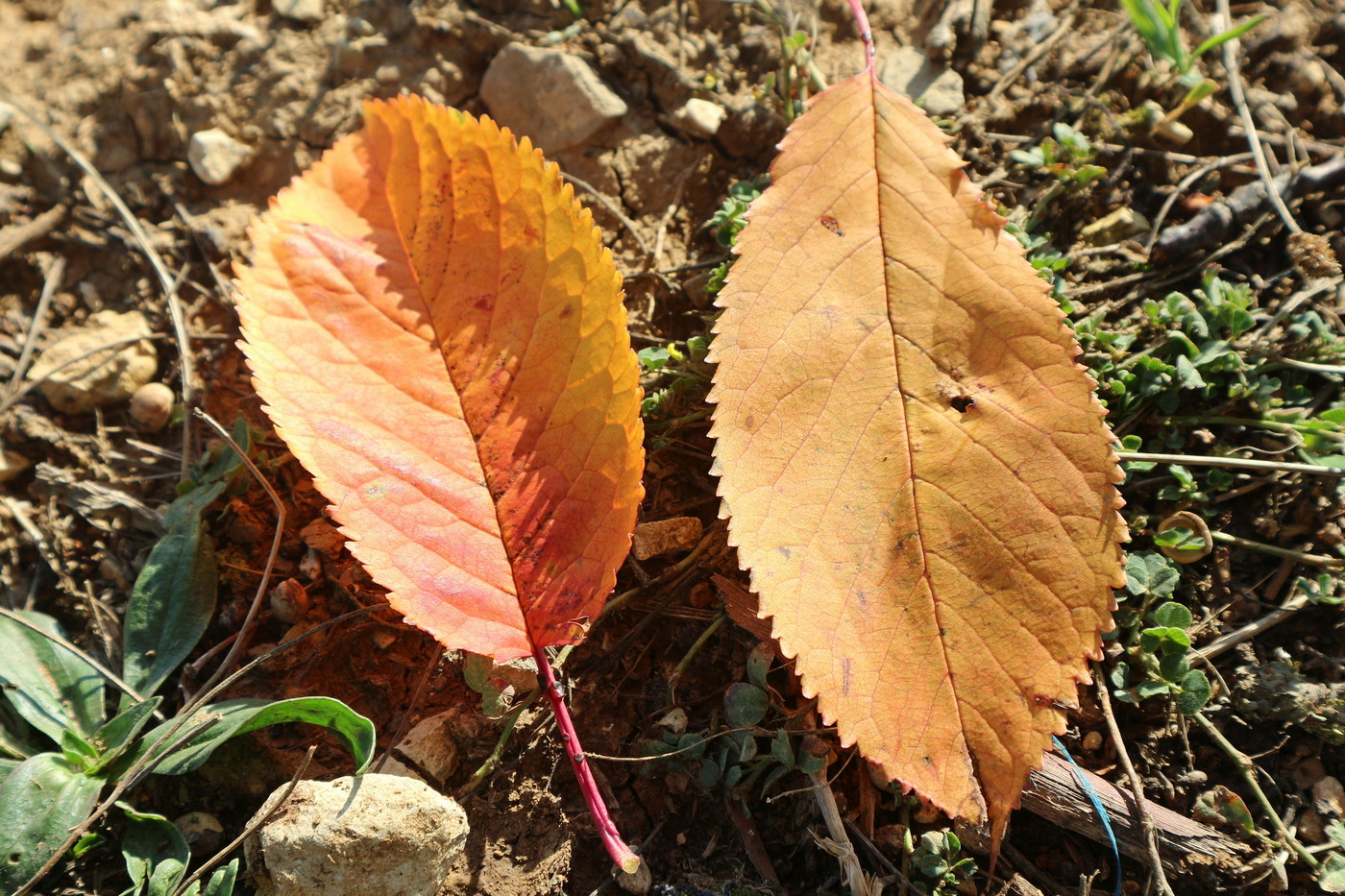 Image of Cerasus avium specimen.