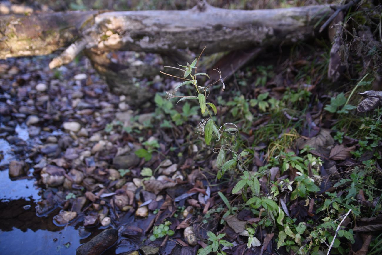 Изображение особи род Epilobium.