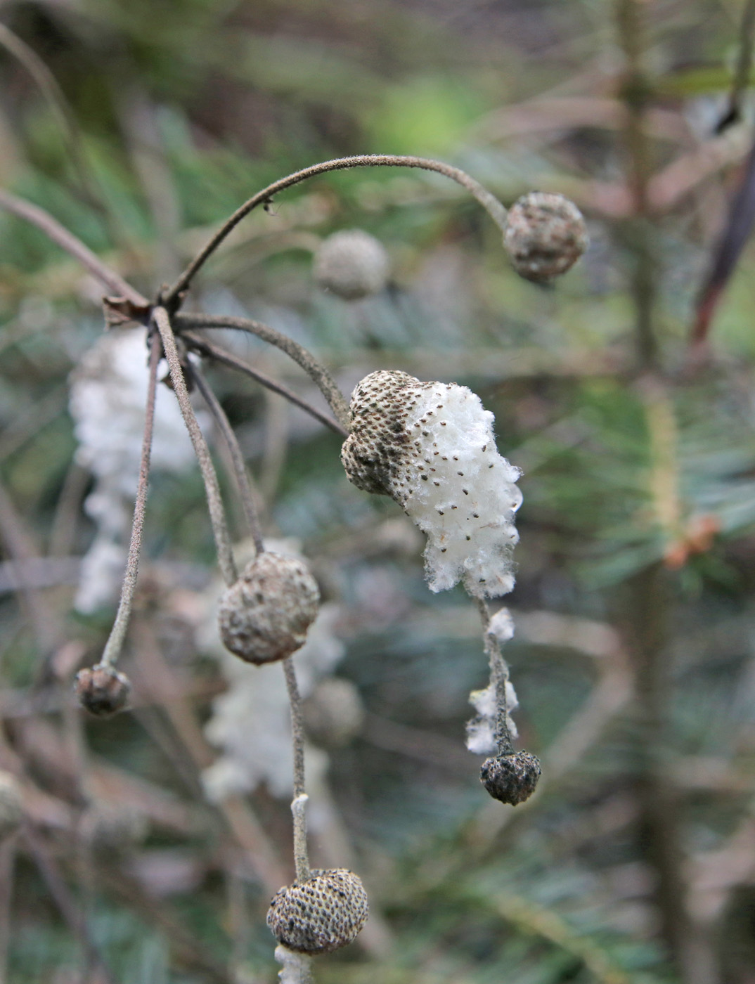 Image of Anemone hupehensis specimen.