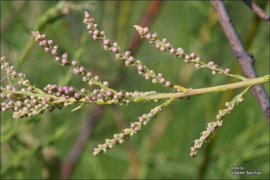 Image of Tamarix ramosissima specimen.