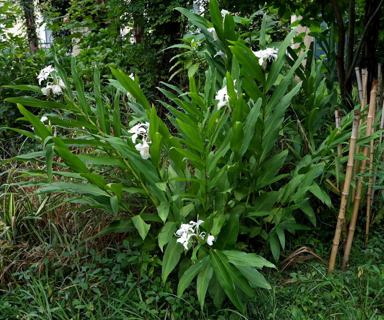 Image of Hedychium coronarium specimen.