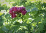 род Crataegus. Верхушка цветущего побега. Ярославская обл., г. Переславль-Залесский, дендрологический парк им. С. Ф. Харитонова, в культуре. 12.06.2022.