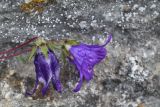 Campanula sosnowskyi