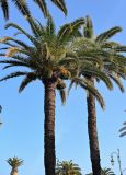 Phoenix canariensis