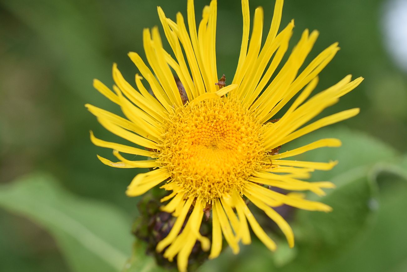 Image of Inula helenium specimen.
