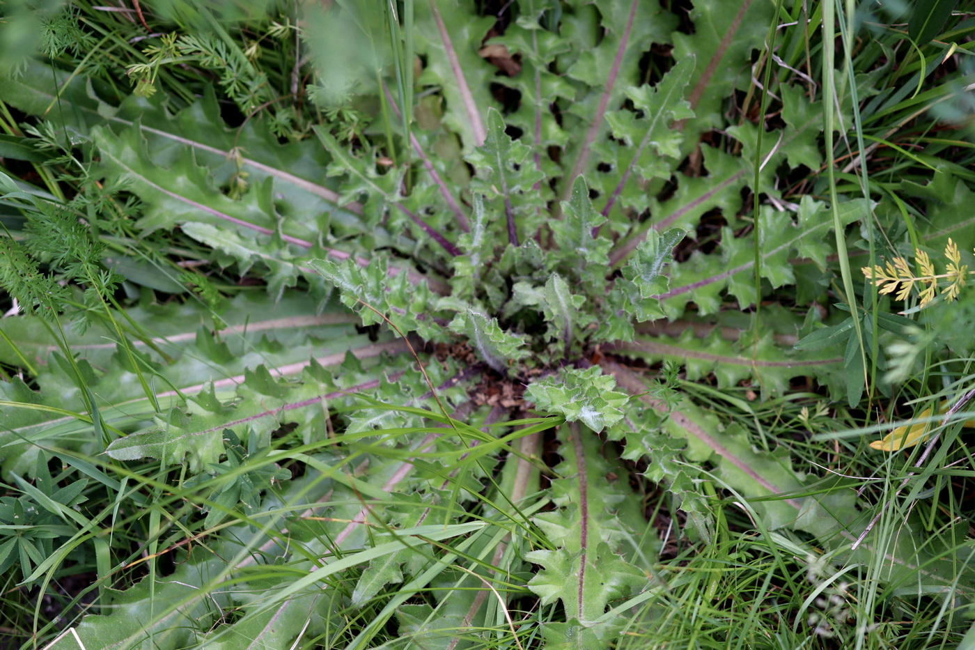 Изображение особи Cirsium esculentum.