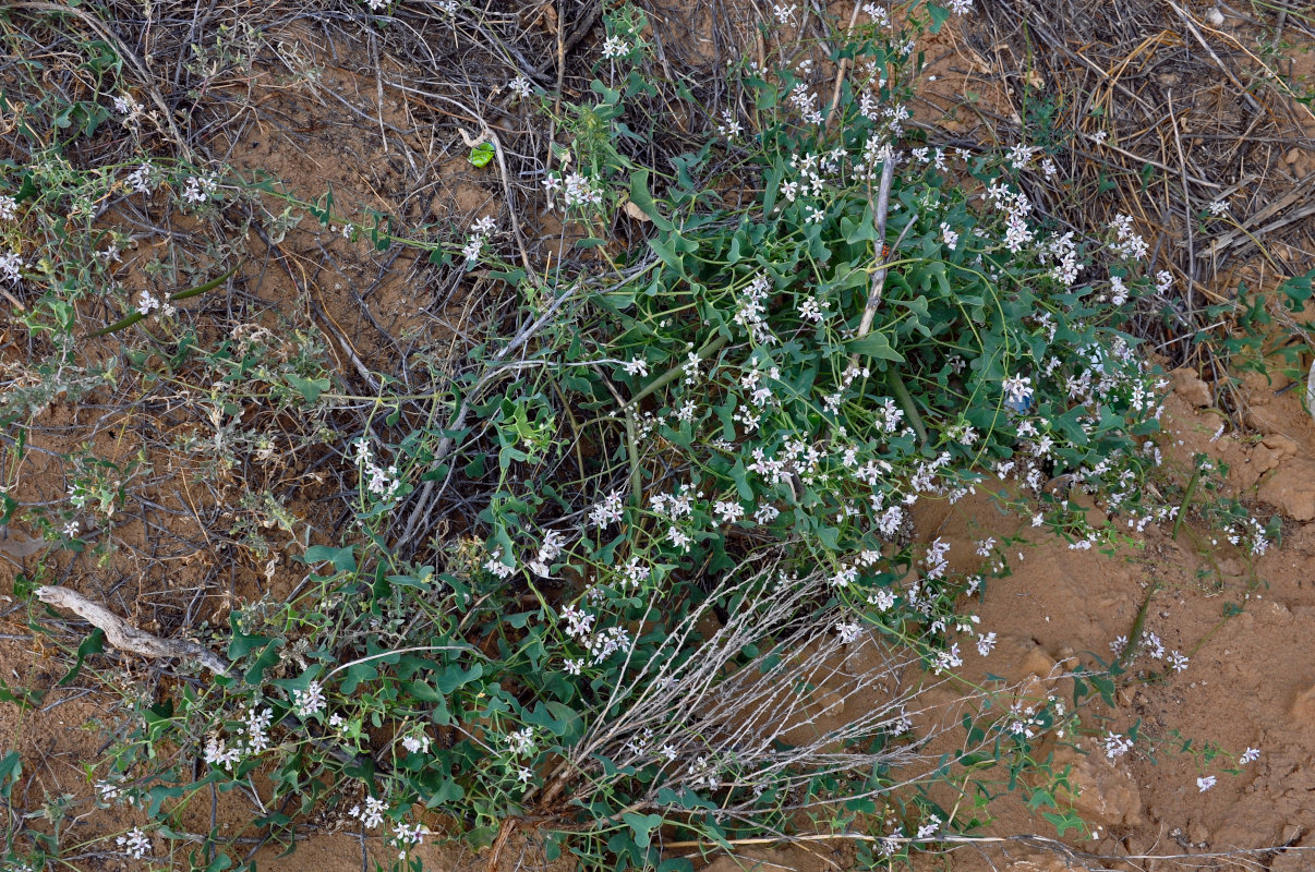 Image of Cynanchum acutum specimen.