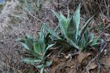 genus Agave. Вегетирующие растения. Марокко, обл. Танжер - Тетуан - Эль-Хосейма, хр. Эр-Риф, окр. г. Шефшауэн, ≈ 600 м н.у.м., осыпающийся склон. 05.01.2023.