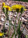 Crepis tectorum. Верхушка цветущего растения. Свердловская обл., окр. г. Североуральск, берег р. Оленья, известняковая щебёнка. 29.06.2010.