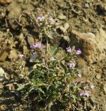 Thymus &times; littoralis