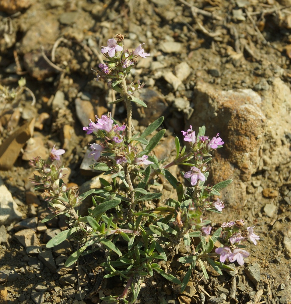 Изображение особи Thymus &times; littoralis.