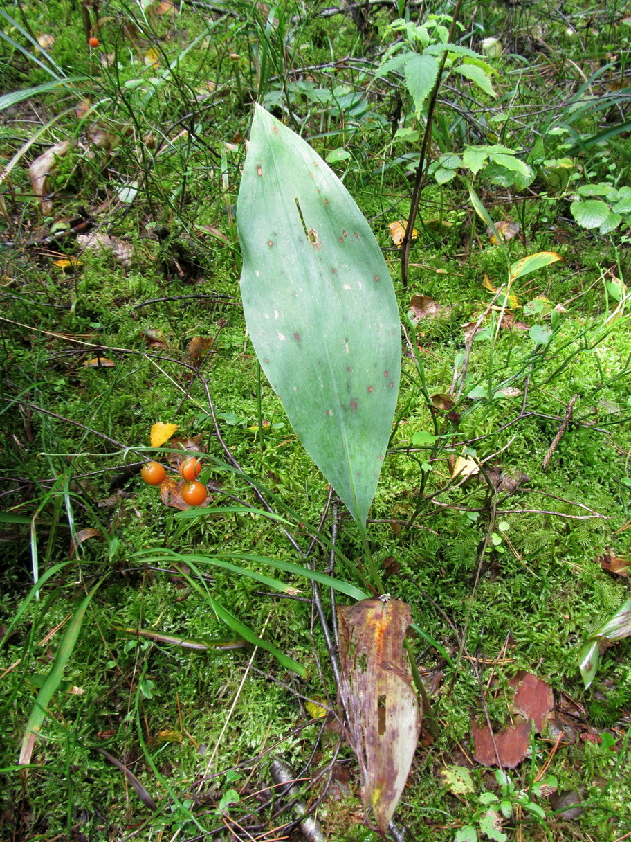 Изображение особи Convallaria majalis.