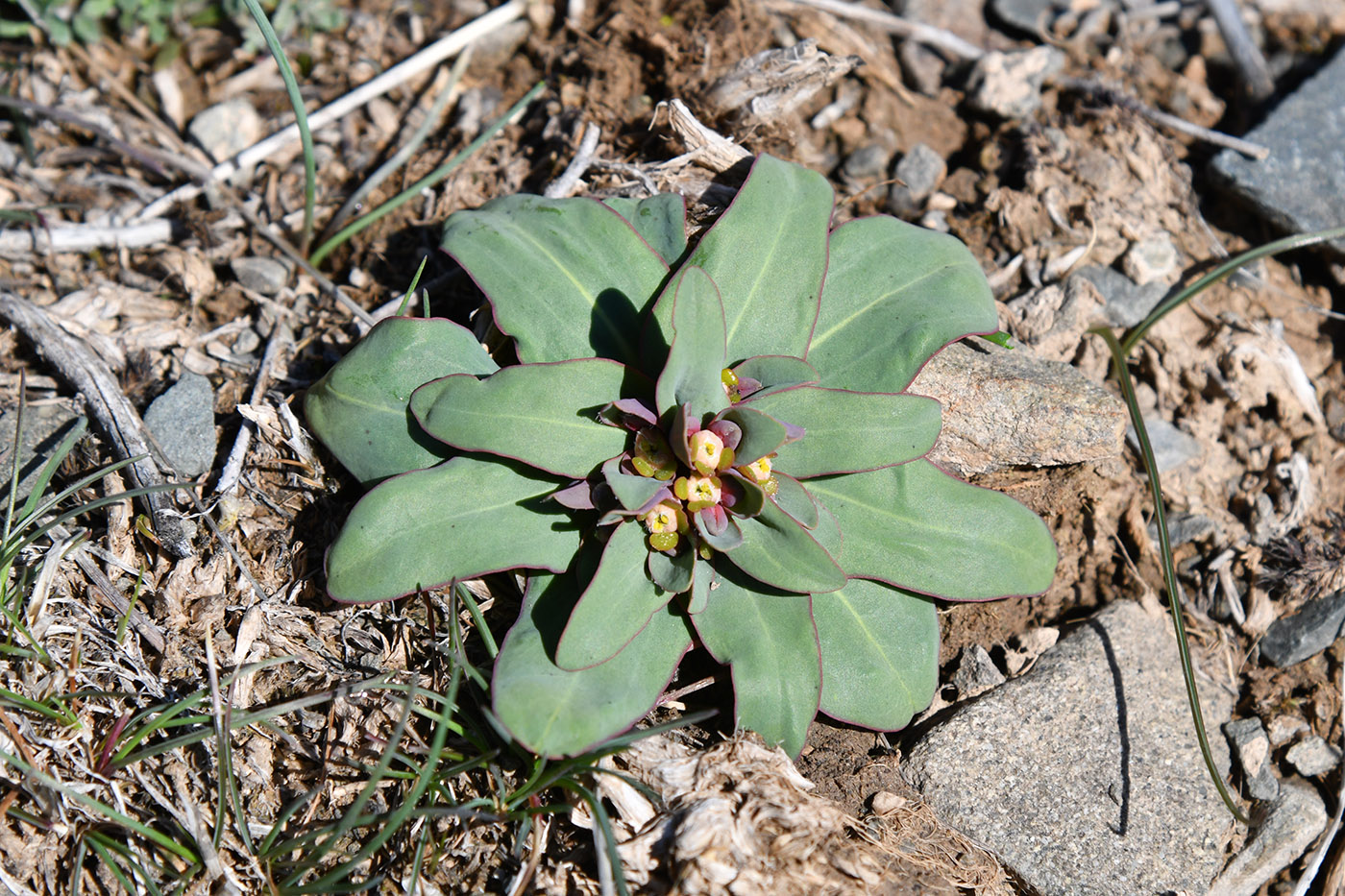 Изображение особи Euphorbia rapulum.