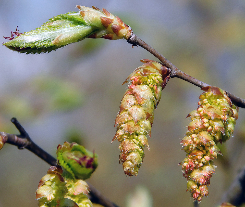 Изображение особи Carpinus orientalis.