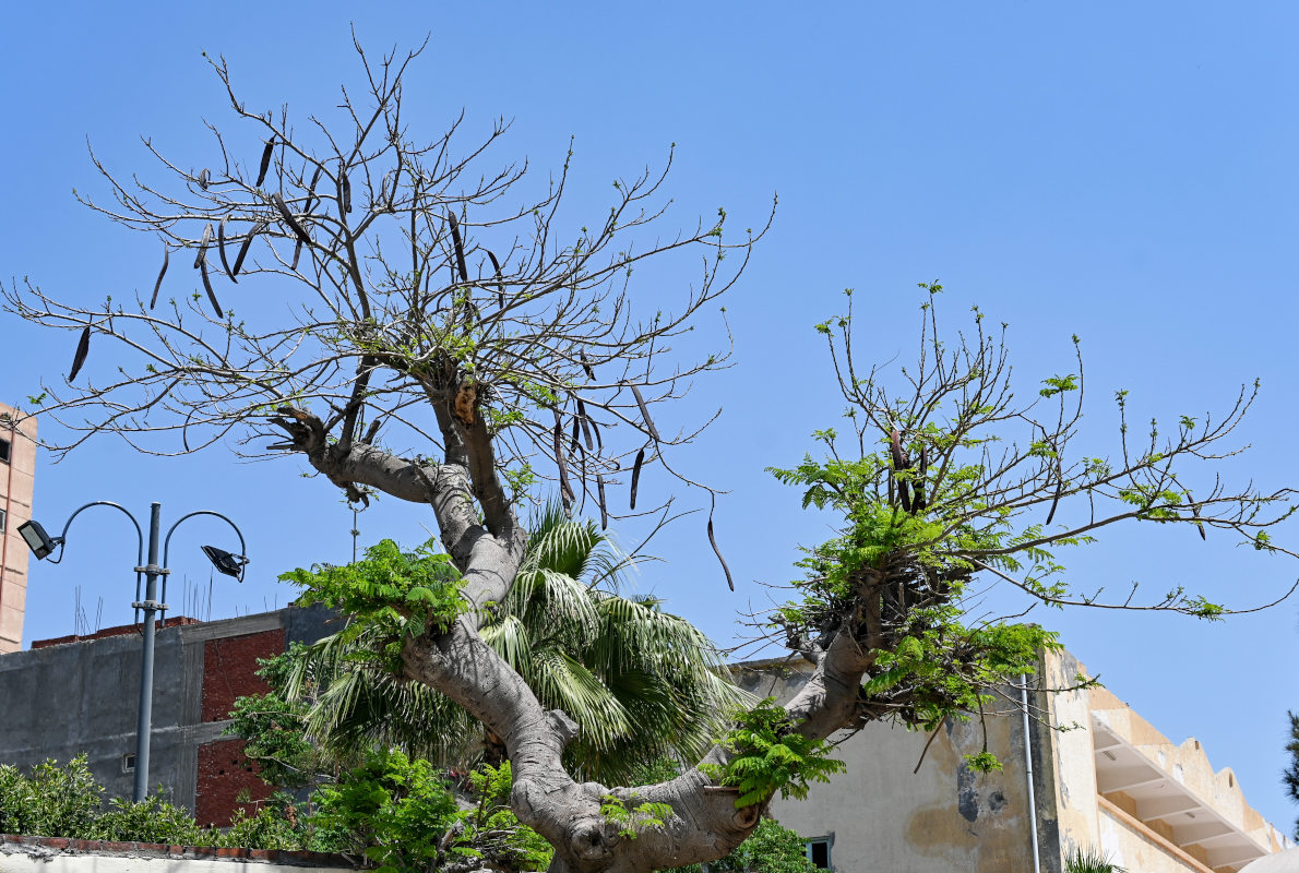 Изображение особи Delonix regia.