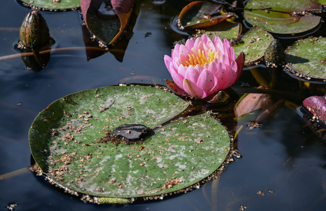 Image of Nymphaea &times; marliacea specimen.