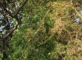 Asparagus verticillatus. Зелёные и пожелтевшие побеги. Болгария, Бургасская обл., г. Несебр, природный заказник \"Песчаные дюны\", закреплённая дюна. 15.09.2021.