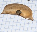 Image of taxon representative. Author is Татьяна Мальчинская