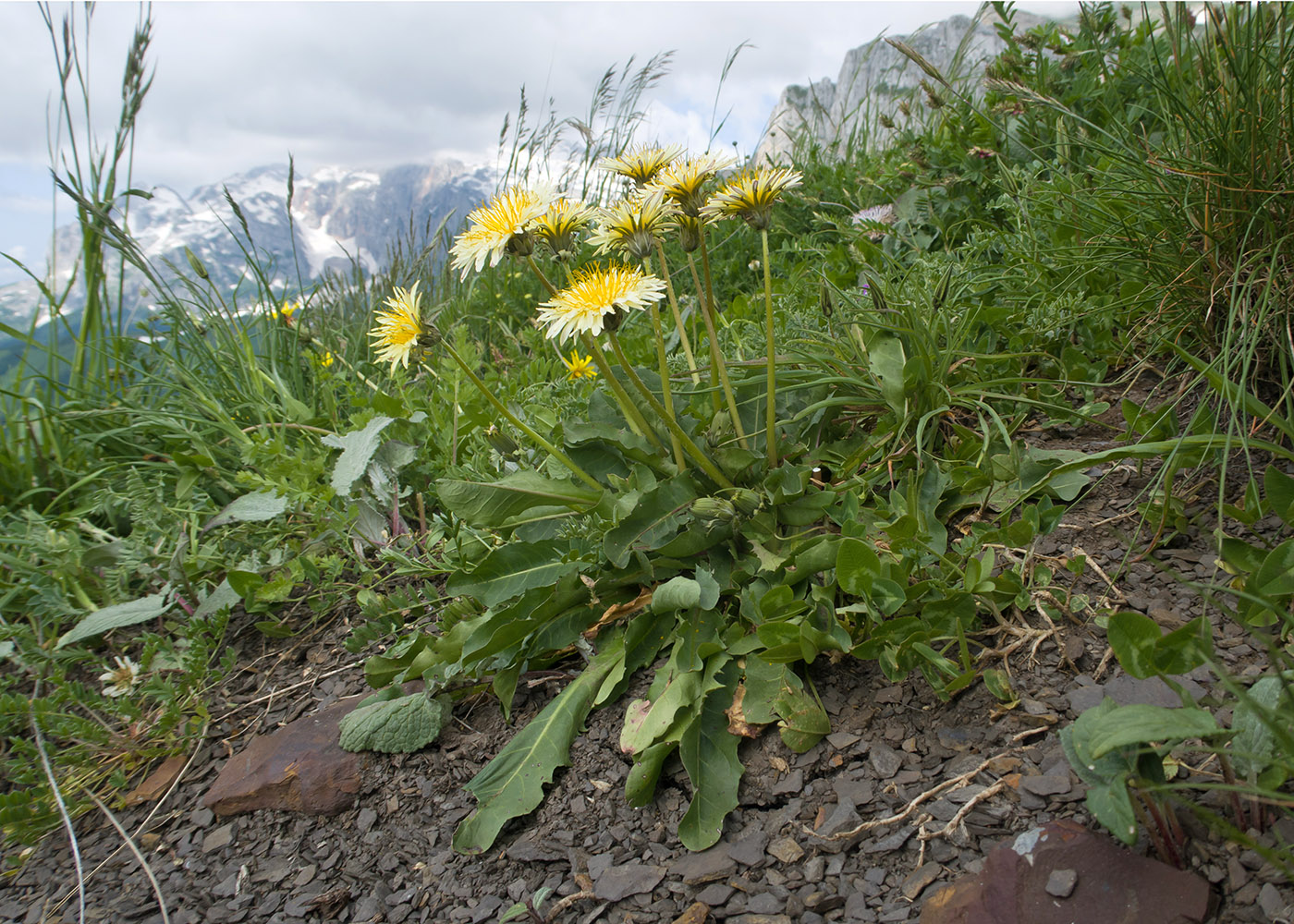 Изображение особи Taraxacum confusum.