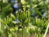 Anthriscus sylvestris