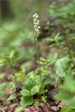 Pyrola minor. Цветущее и плодоносящее растение (побег необычно перекручен). Мурманская обл., Кандалакшский р-н, Княжегубское вдхр., берег оз. Лопское, берёзово-еловый лес. 07.07.2023.