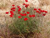 Papaver rhoeas. Цветущее и плодоносящее растение. Египет, мухафаза Матрух, окр. г. Эль-Дабаа, заброшенная пашня на второй террасе. 27.04.2019.