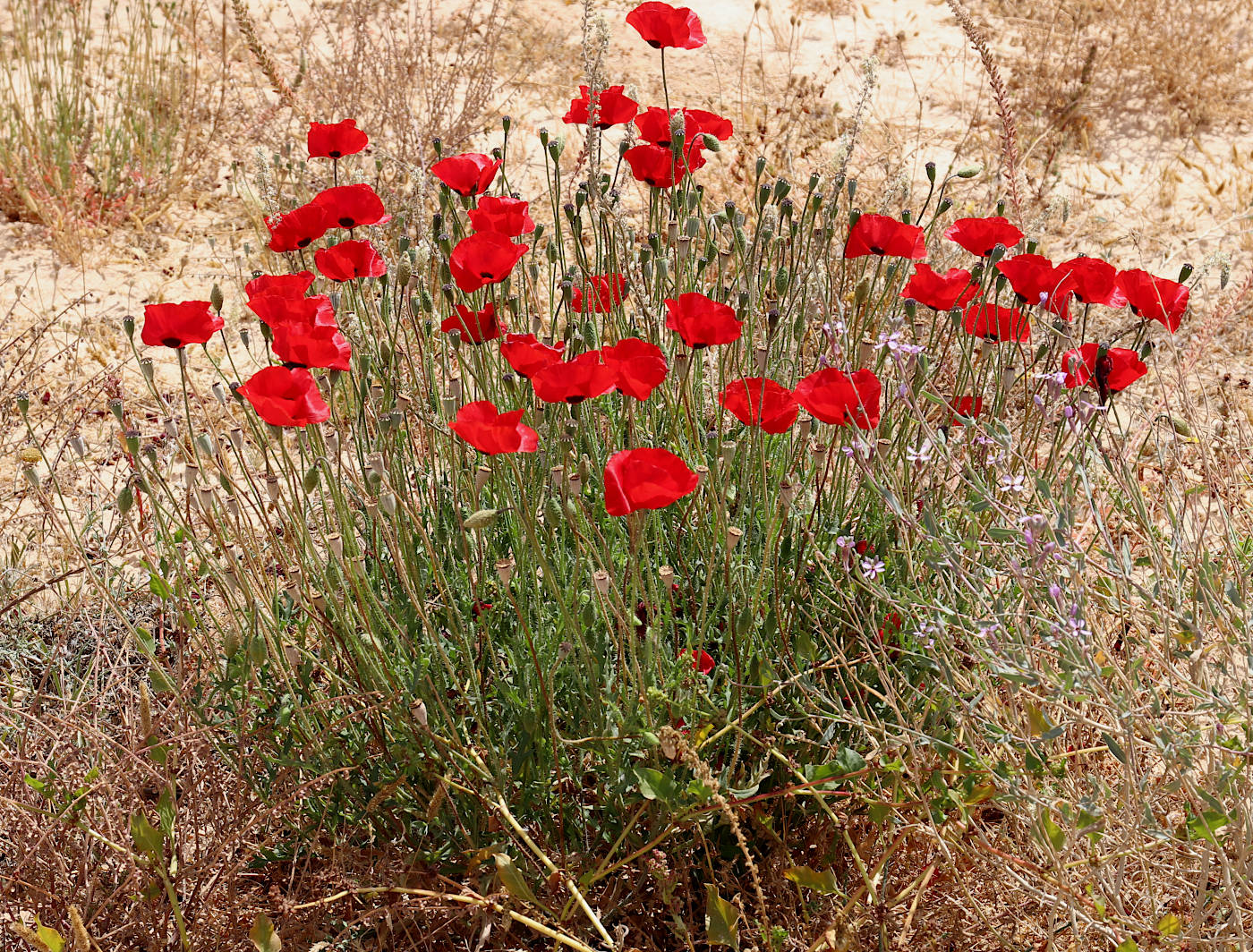 Image of Papaver rhoeas specimen.