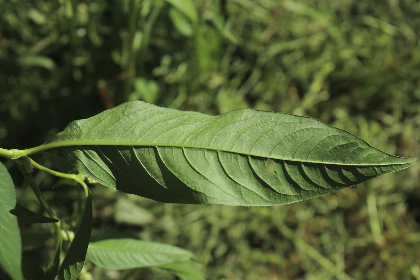 Изображение особи Persicaria scabra.